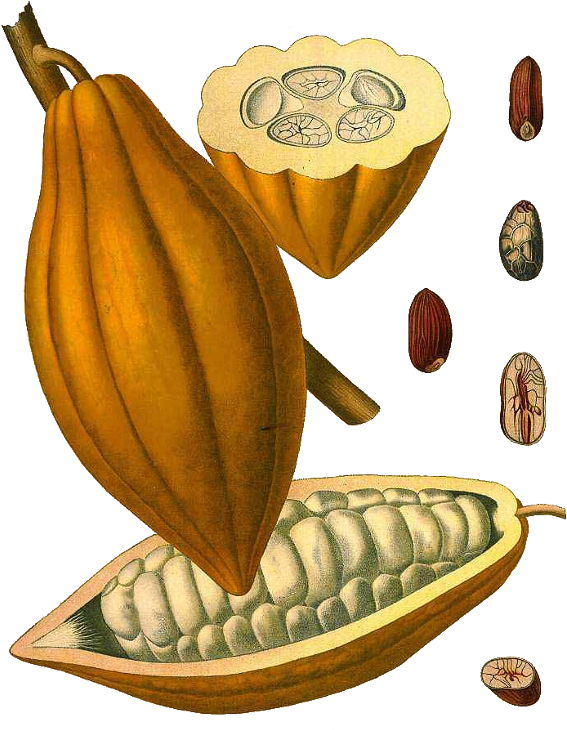 Vintage Cacao Podand Beans Illustration PNG image