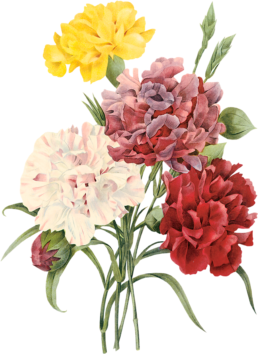 Vintage Carnation Floral Illustration PNG image