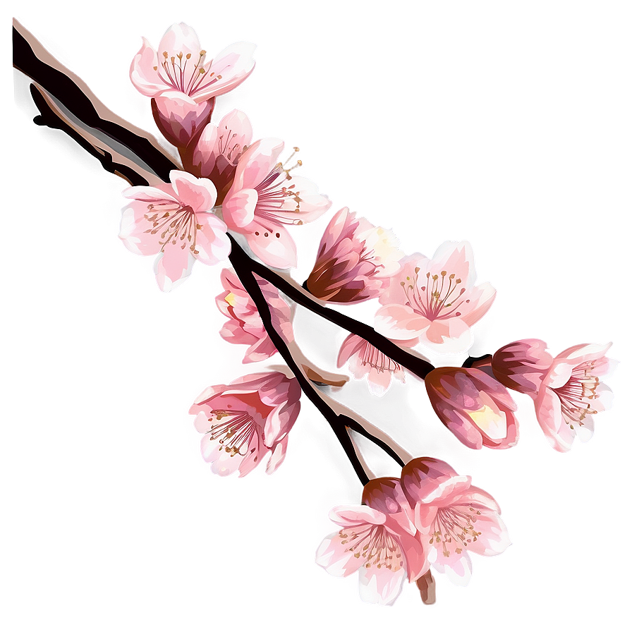 Vintage Cherry Blossom Illustration Png 79 PNG image