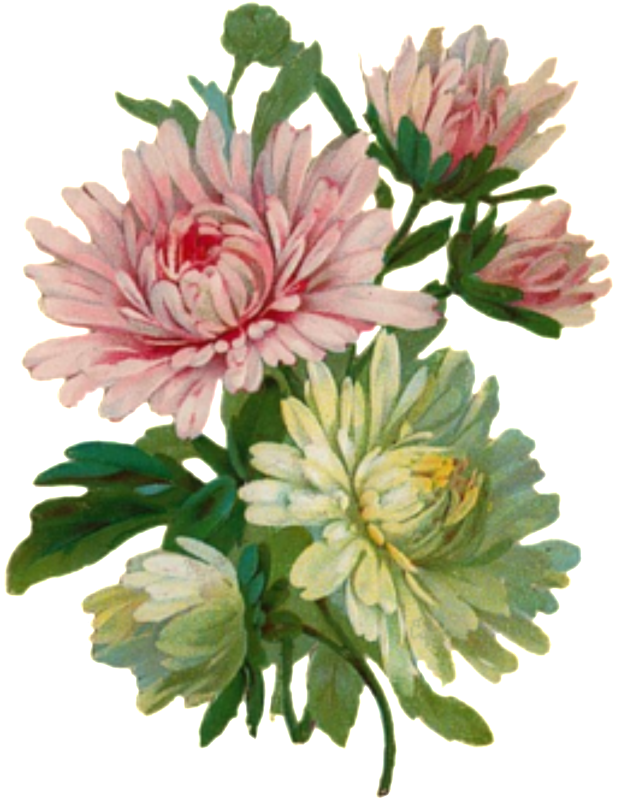 Vintage Chrysanthemum Illustration PNG image