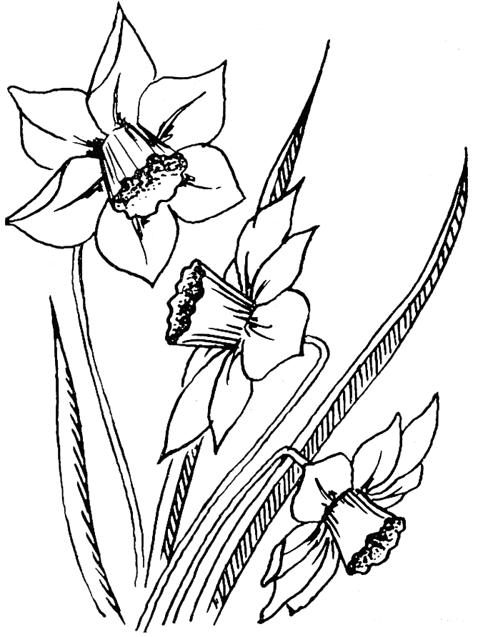 Vintage Daffodil Sketch PNG image