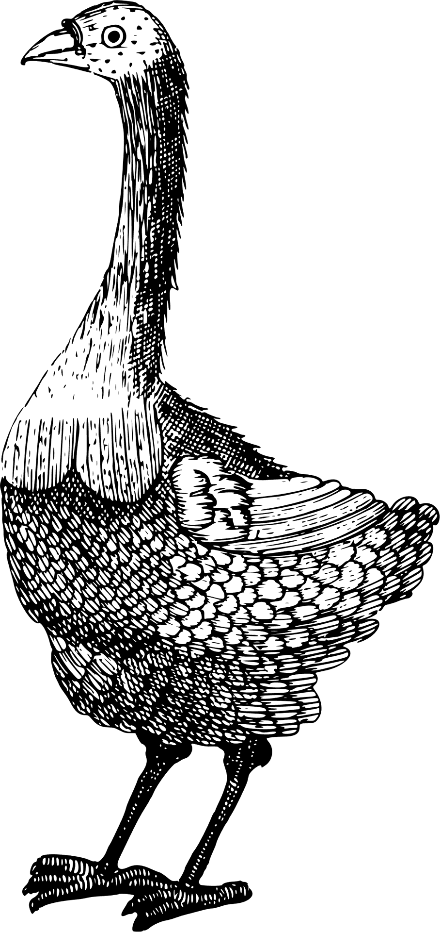 Vintage Dodo Bird Illustration PNG image