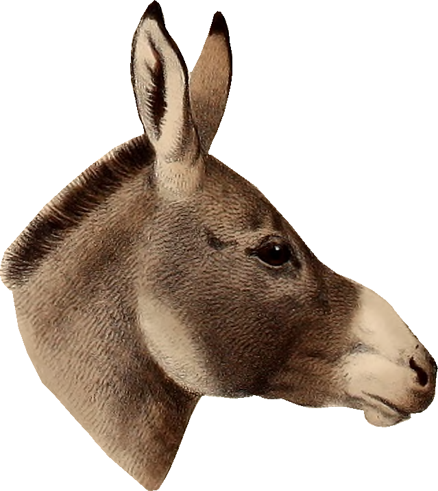 Vintage Donkey Portrait PNG image