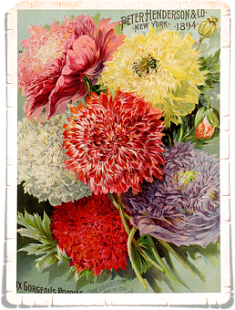 Vintage_ Floral_ Art_1894_ Henderson PNG image