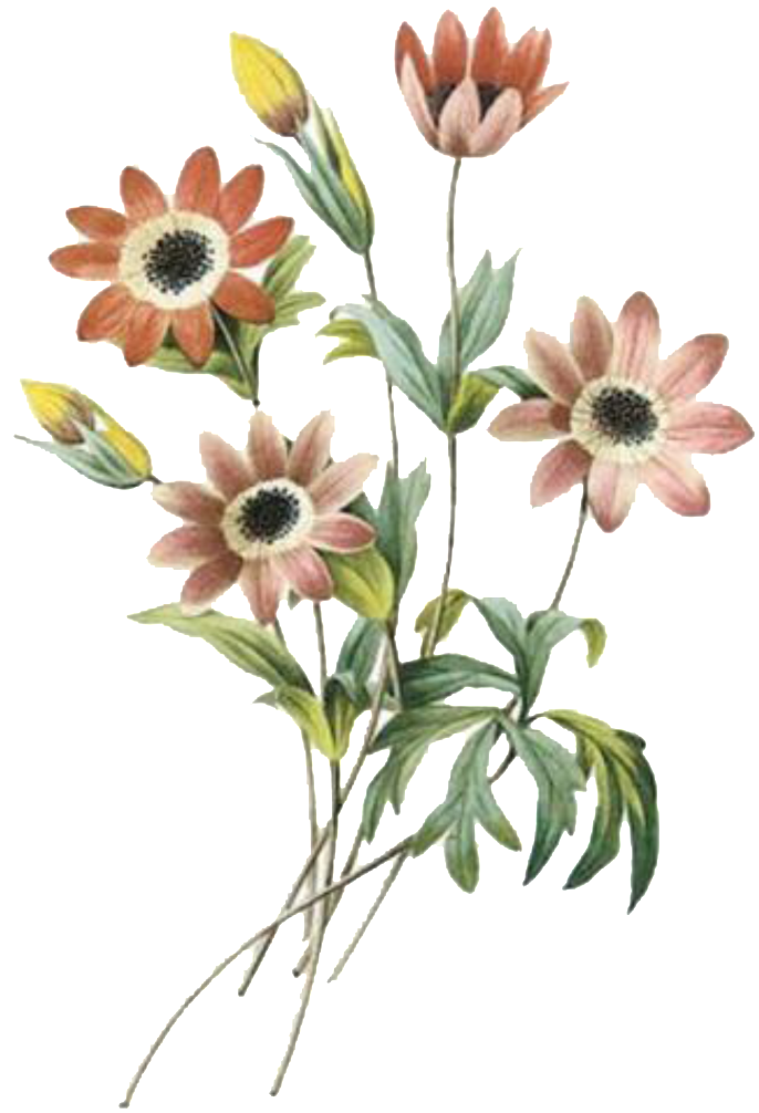 Vintage Floral Illustration PNG image