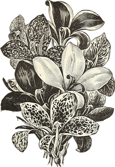 Vintage Floral Illustration PNG image