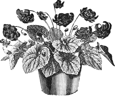 Vintage Floral Pot Illustration PNG image