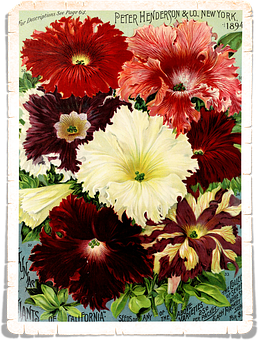 Vintage Floral Seed Catalog Cover1894 PNG image