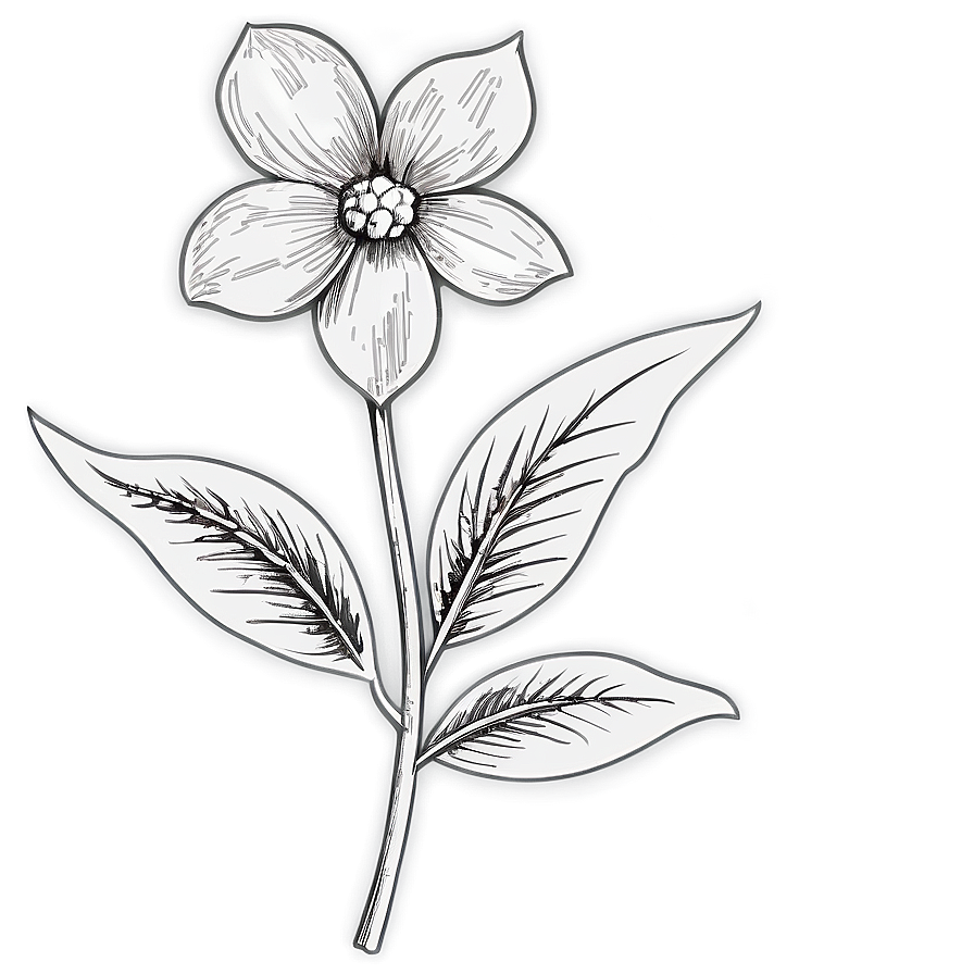 Vintage Flower Sketch Png 06272024 PNG image