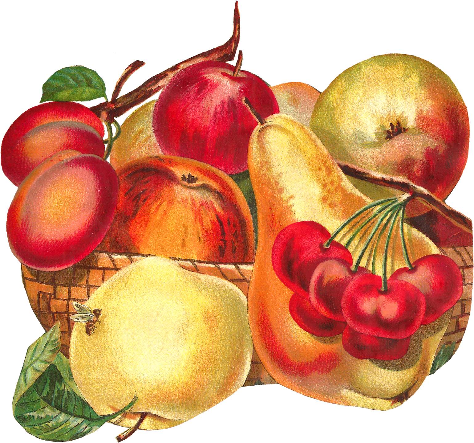 Vintage Fruit Basket Illustration PNG image