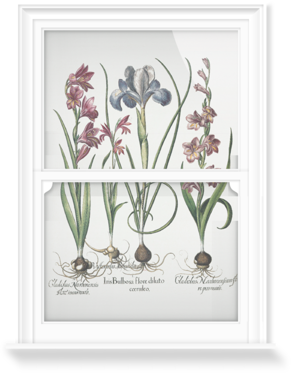 Vintage Gladiolus Botanical Illustration PNG image