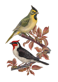 Vintage Illustrated Birdson Branch PNG image