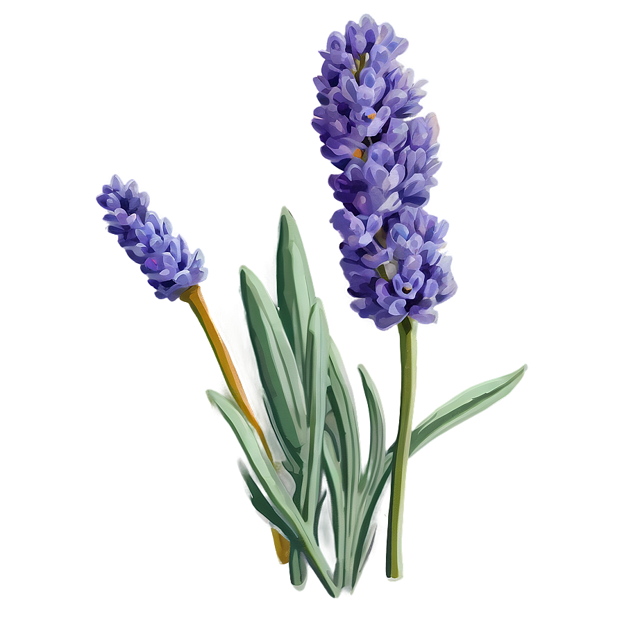 Vintage Lavender Illustration Png Jux PNG image