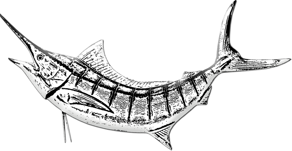 Vintage Marlin Sketch PNG image