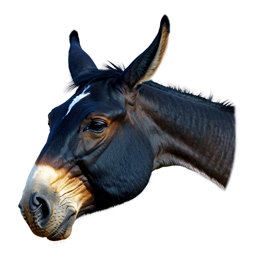 Vintage Mule Graphic Png 16 PNG image