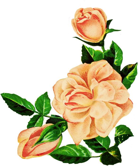 Vintage Peach Roses Illustration PNG image