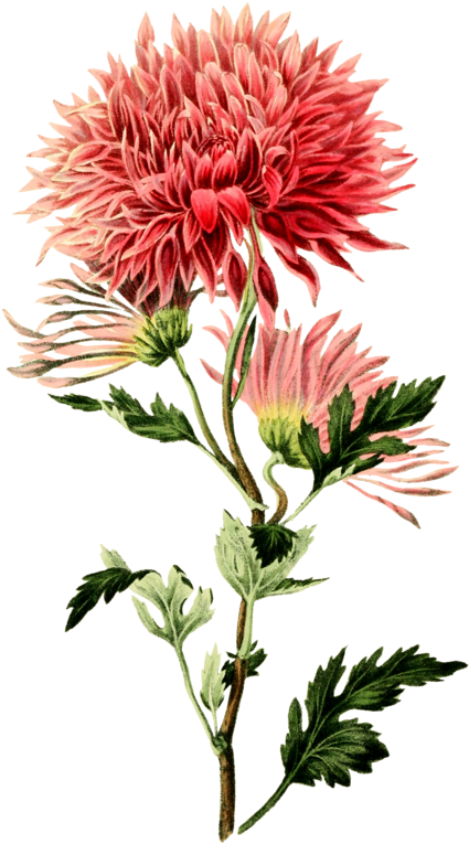 Vintage Pink Chrysanthemum Illustration PNG image