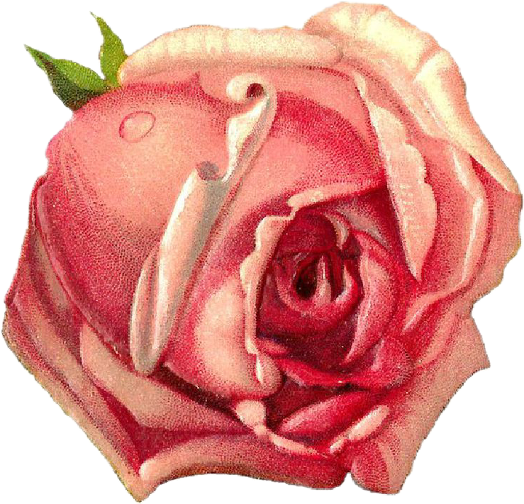 Vintage Pink Rose Drawing PNG image