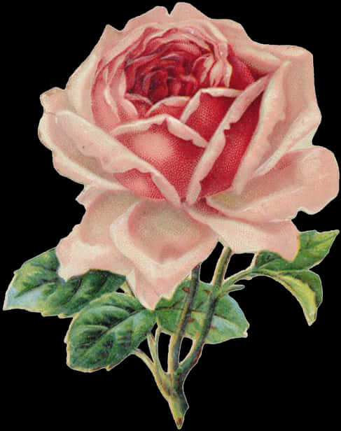 Vintage Pink Rose Illustration PNG image