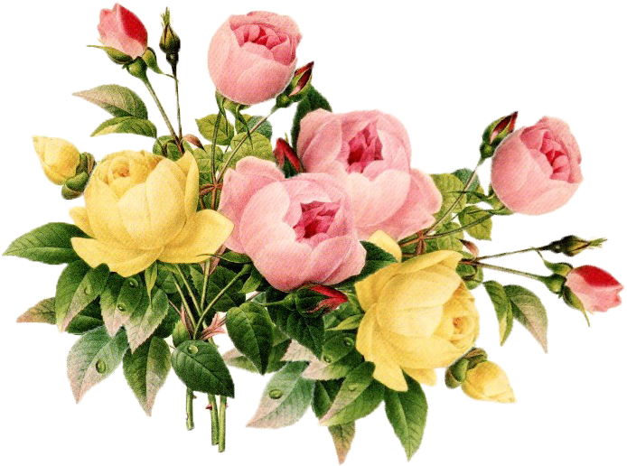 Vintage Pinkand Yellow Roses Vector PNG image