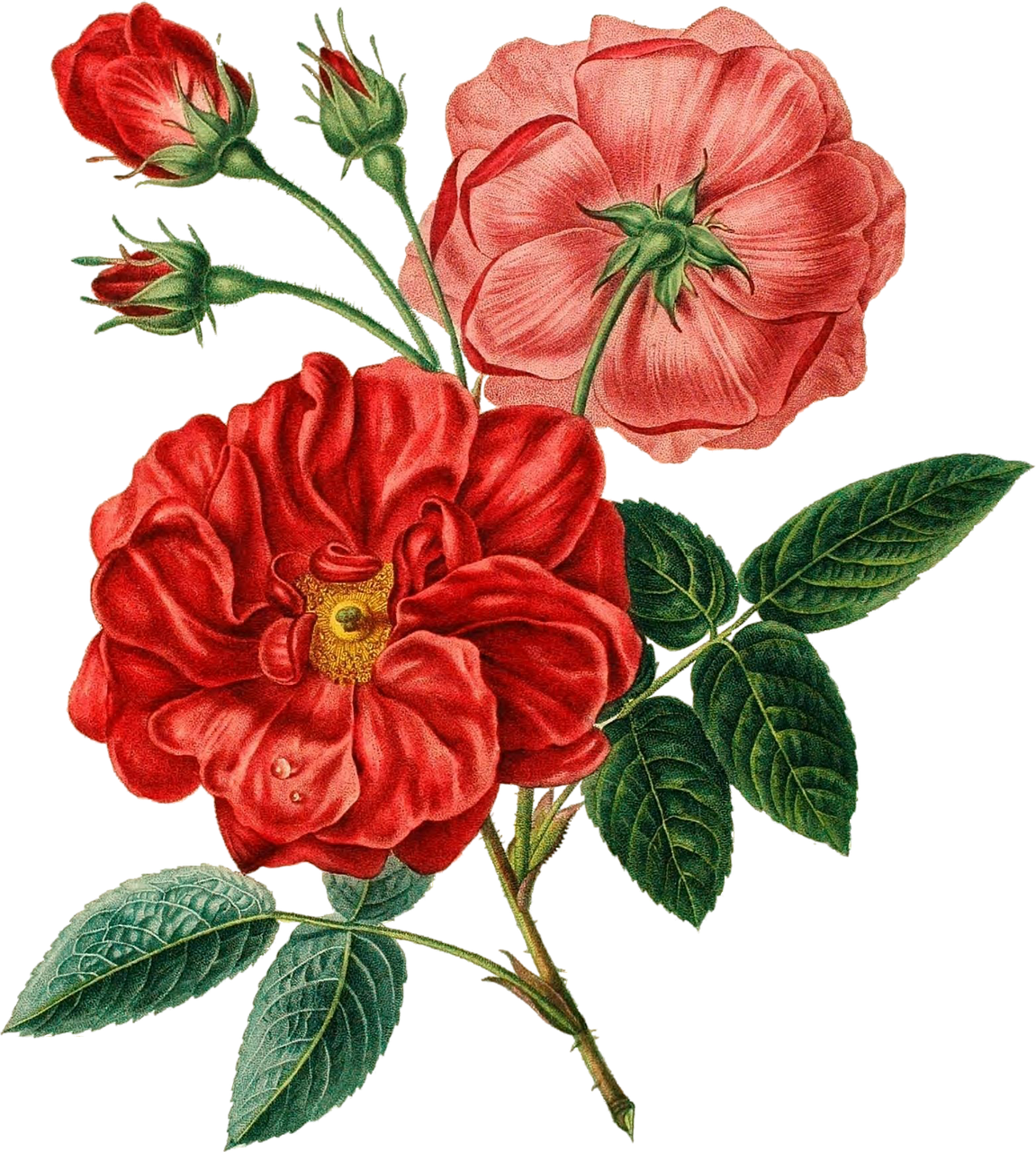 Vintage Red Rose Illustration PNG image