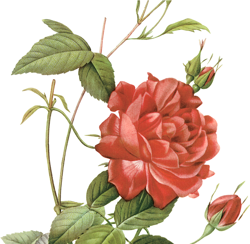 Vintage Red Rose Illustration.png PNG image