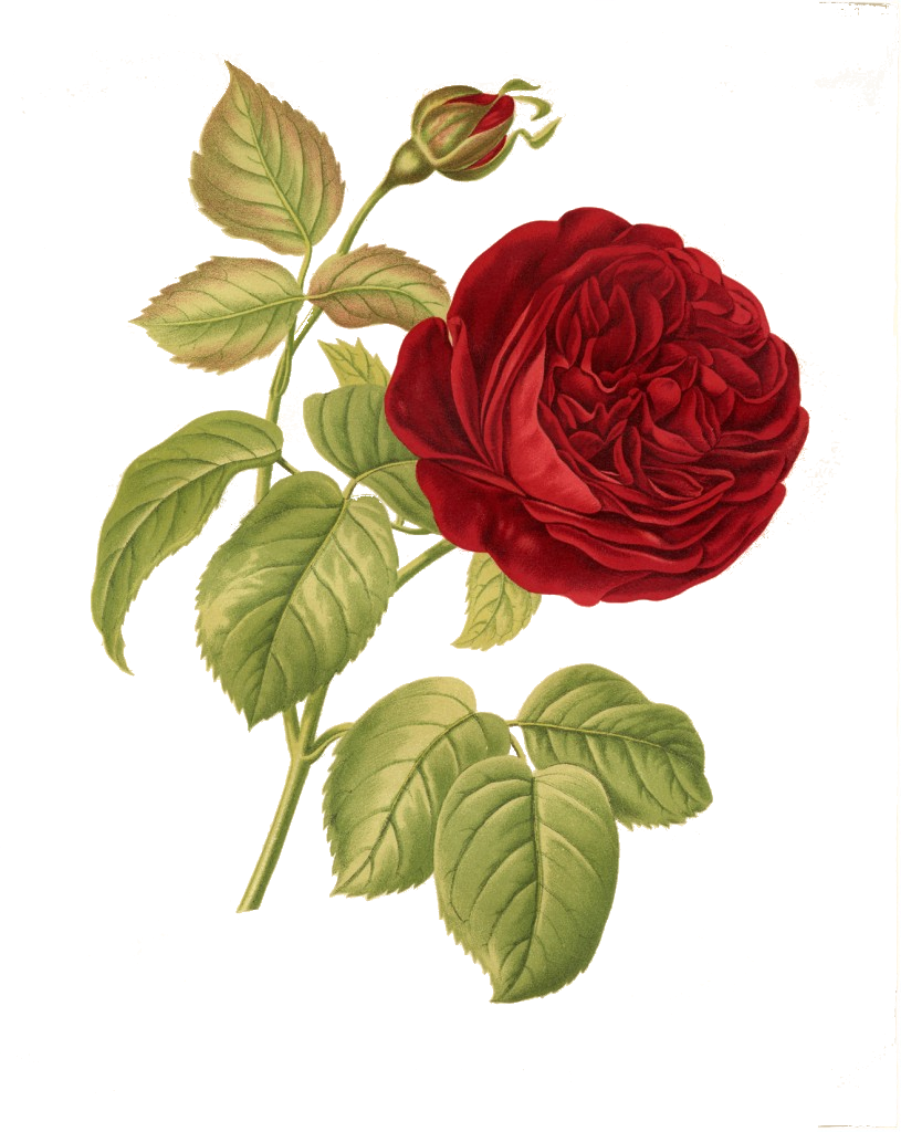 Vintage Red Rose Illustration PNG image