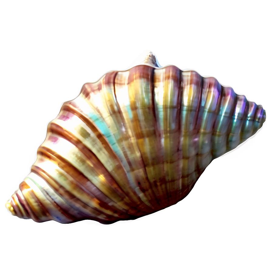 Vintage Seashell Clipart Png 06262024 PNG image