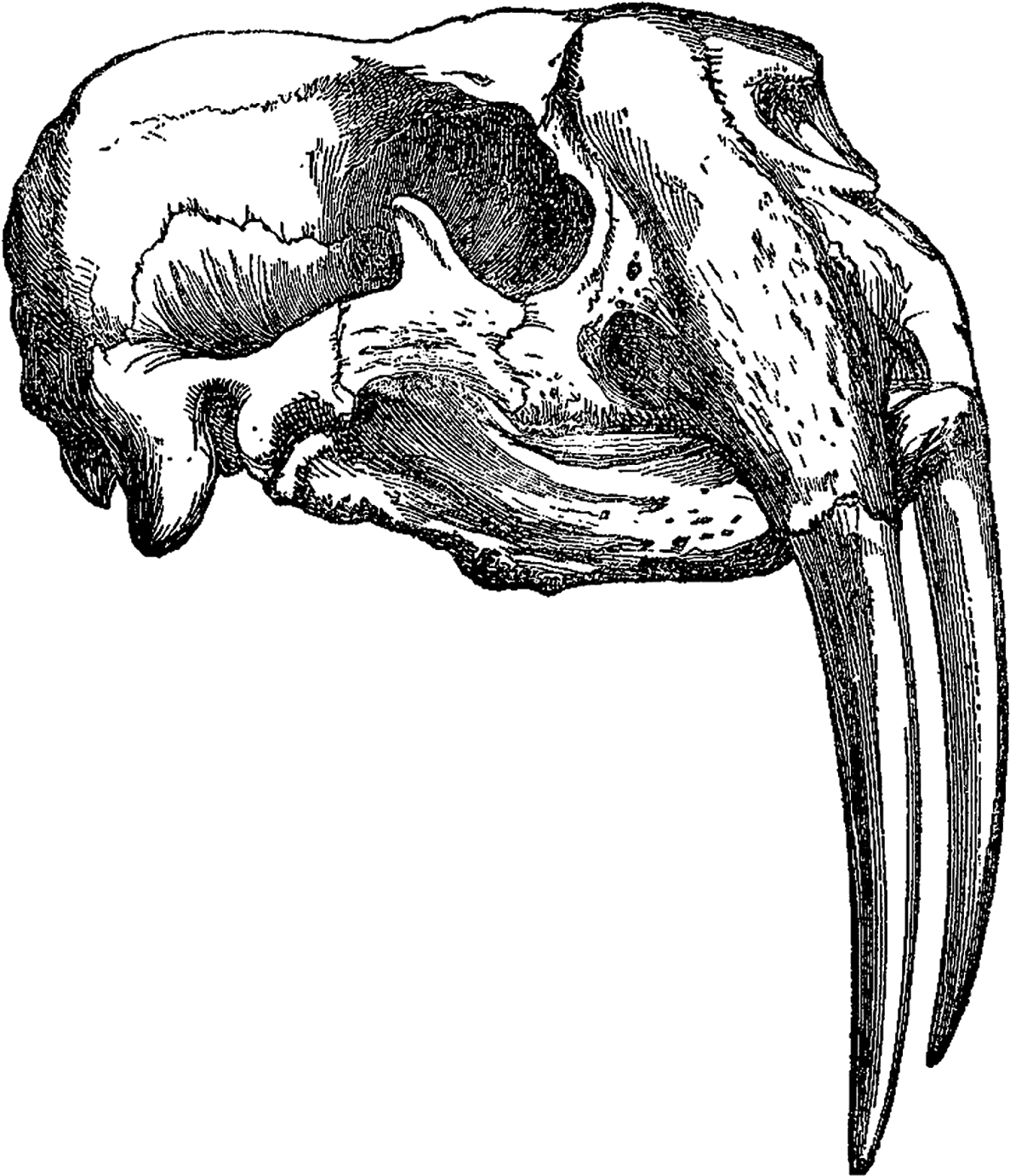 Vintage Skull Drawingwith Tusks PNG image