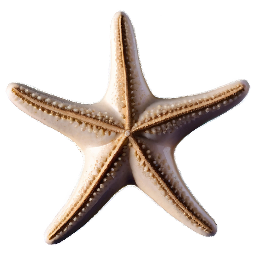 Vintage Starfish Sketch Png 05242024 PNG image