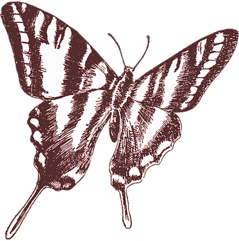 Vintage Style Butterfly Illustration PNG image