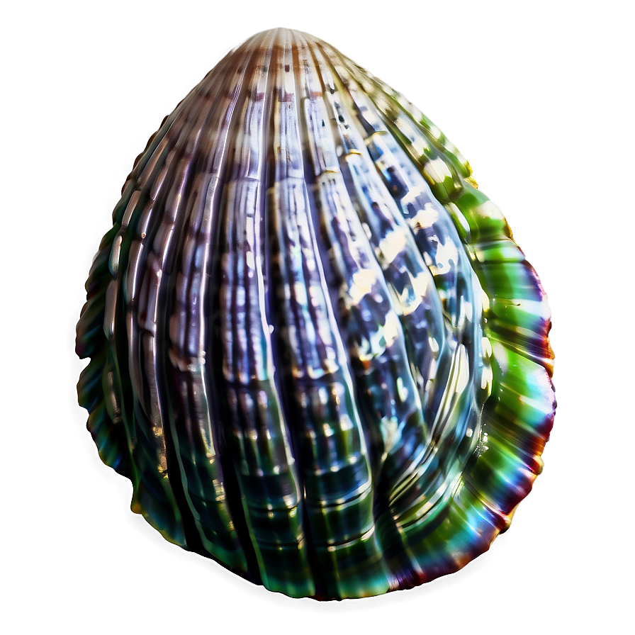 Vintage Style Clam Illustration Png Mwn PNG image