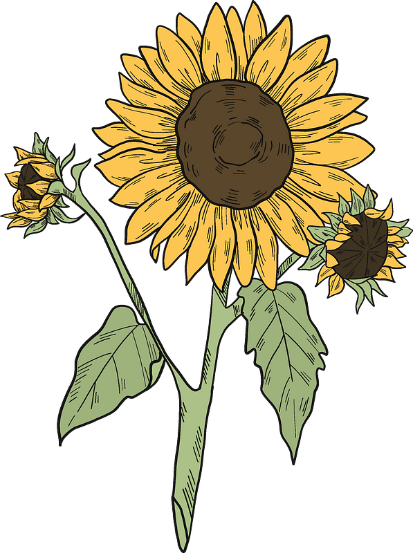 Vintage Sunflower Clipart Illustration PNG image