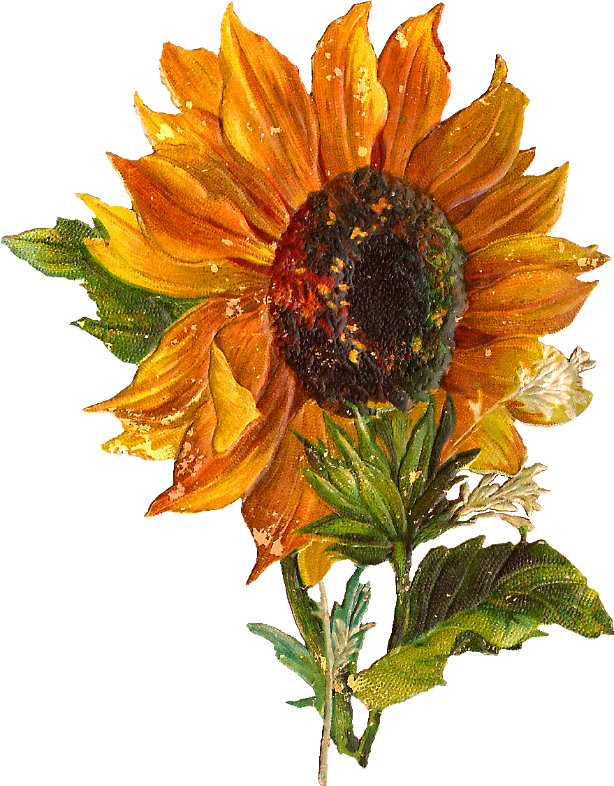 Vintage Sunflower Illustration PNG image