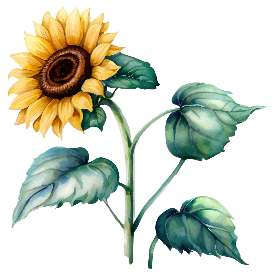 Vintage Sunflower Watercolor Illustration Png Wjq38 PNG image