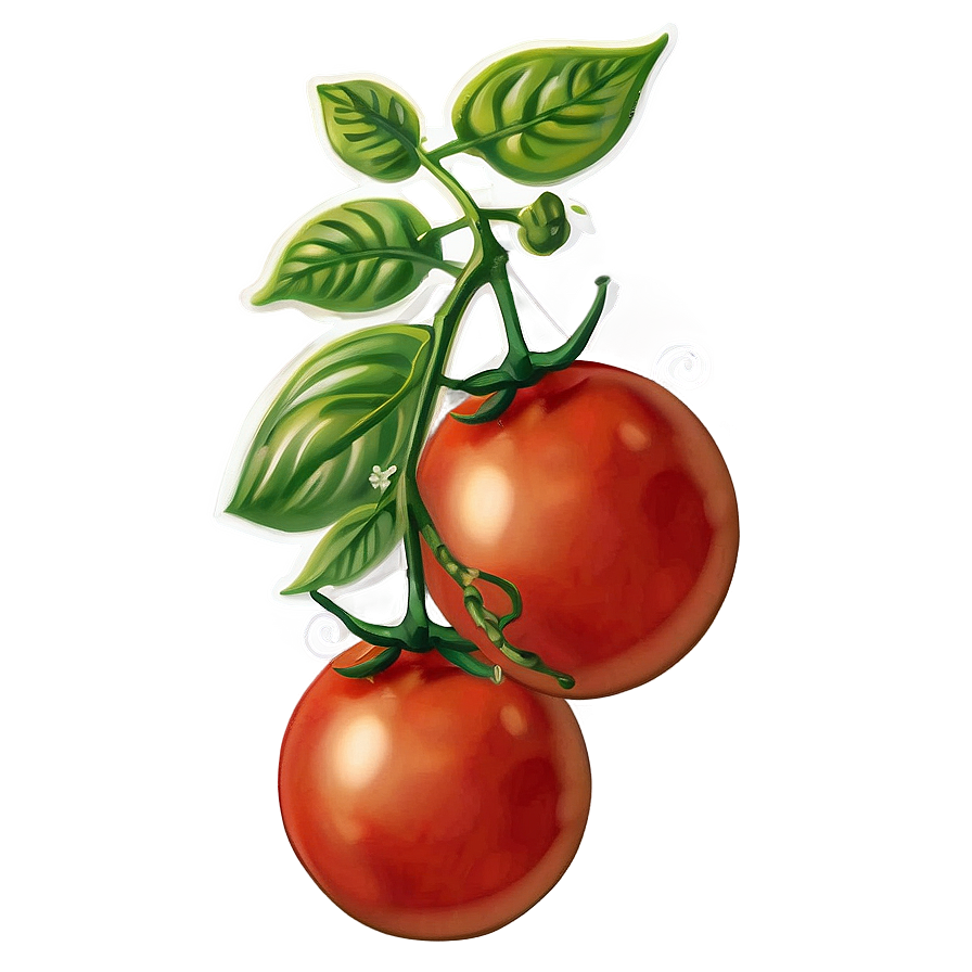 Vintage Tomato Illustration Png Xle PNG image