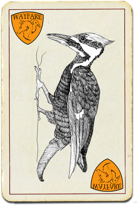 Vintage Woodpecker Illustration Card PNG image