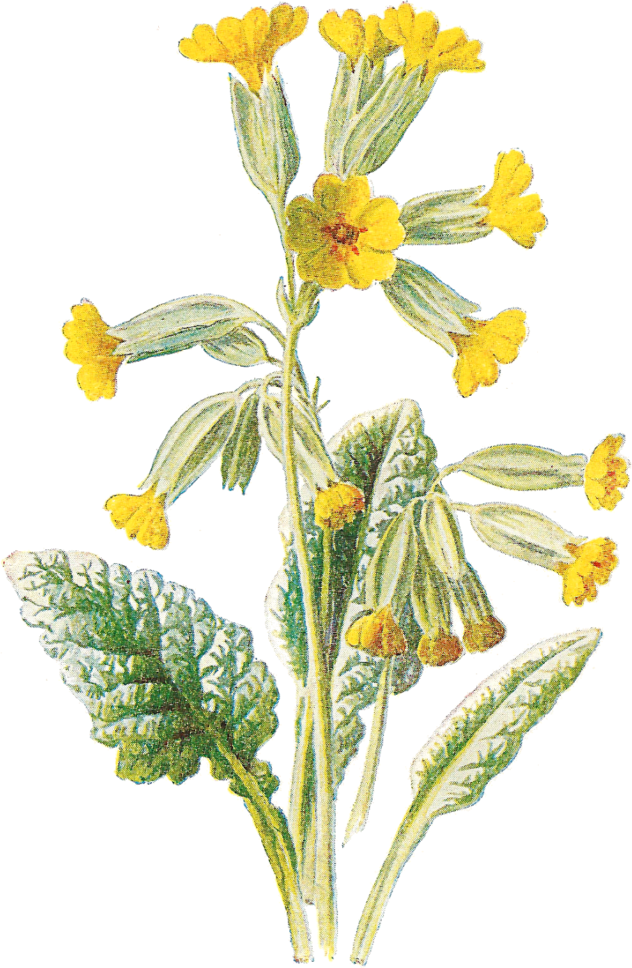 Vintage Yellow Flowers Illustration PNG image