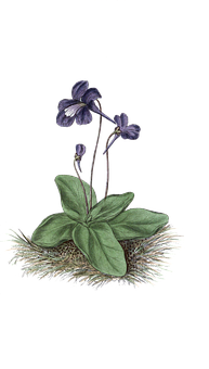 Violet Flower Illustration PNG image