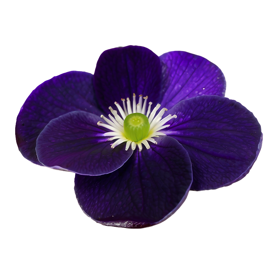 Violet Petal Png Qvs84 PNG image