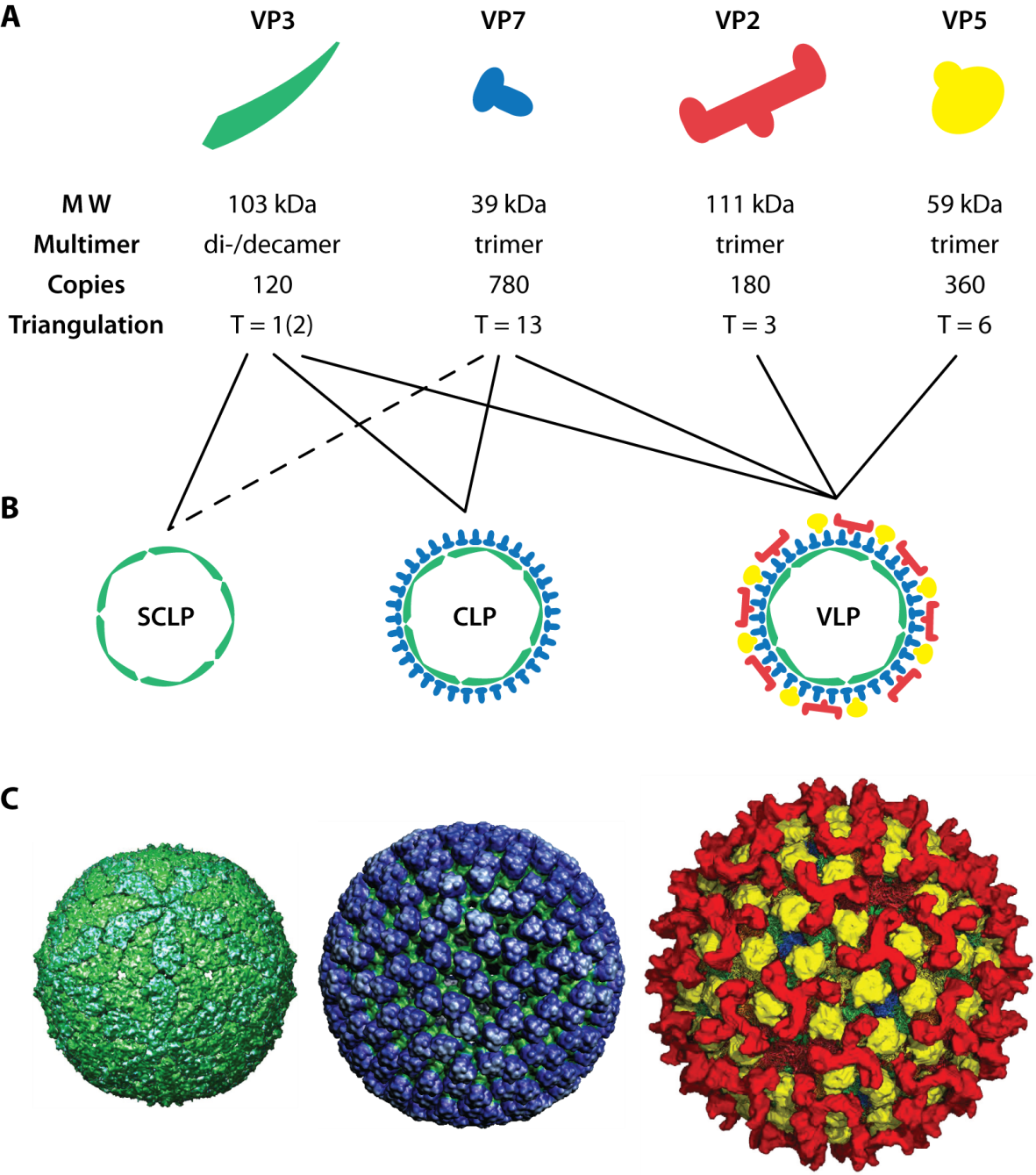 Viral_ Protein_ Complexes_and_ Structures PNG image