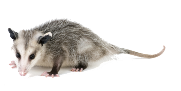 Virginia_ Opossum_ Profile.png PNG image