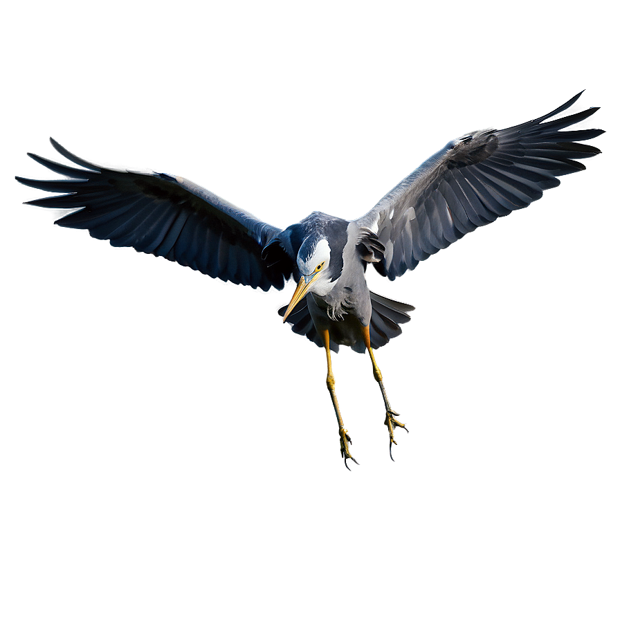 Wading Heron Flight Png 06122024 PNG image