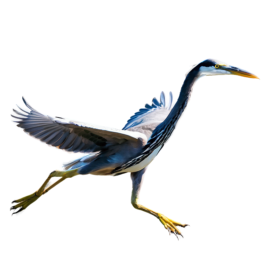 Wading Heron Flight Png 06122024 PNG image