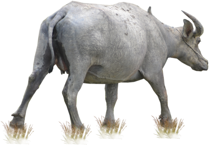 Walking Buffalo Transparent Background PNG image