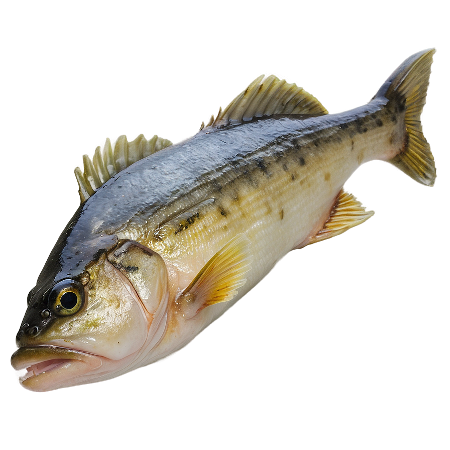 Walleye Fish Fillet Png 06262024 PNG image