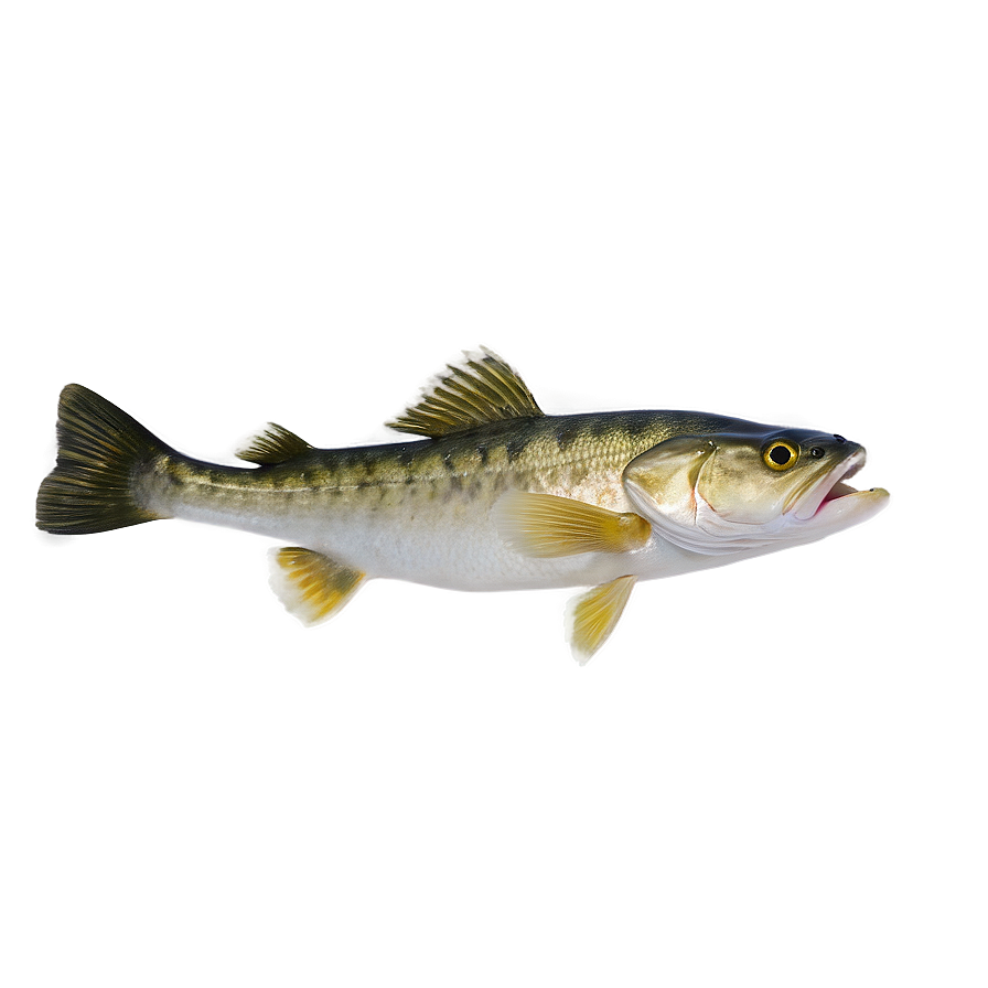 Walleye Fish Png 06262024 PNG image