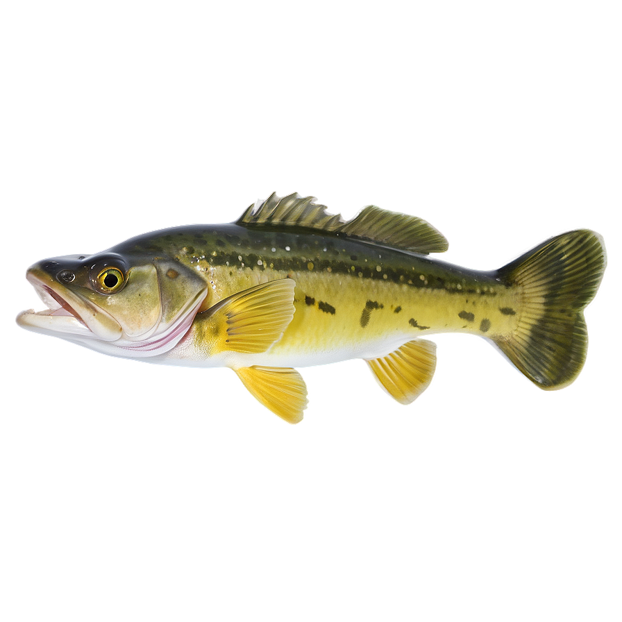 Walleye Swimming Png 06262024 PNG image