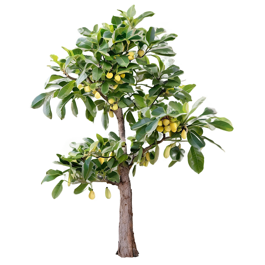 Walnut Tree Png 71 PNG image