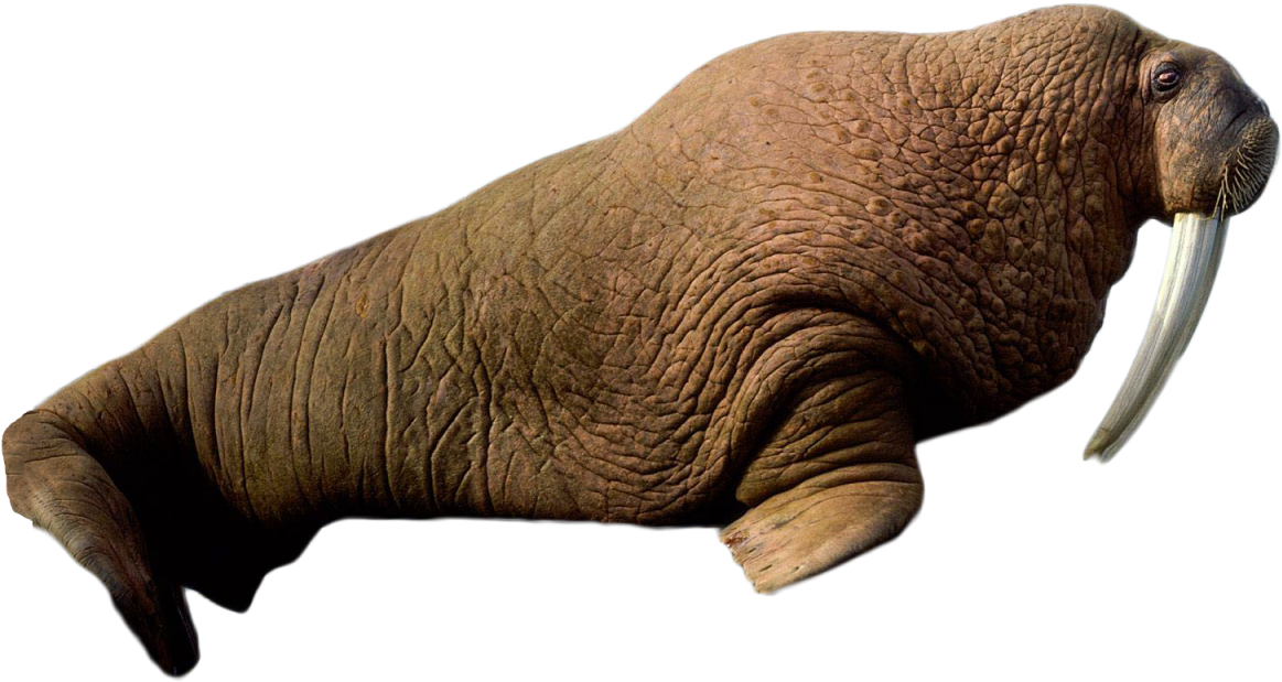 Walrus Side View Transparent Background PNG image